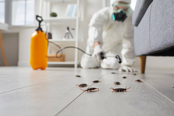 Post-Treatment Bed Bug Interceptor Monitoring in South Sioux City